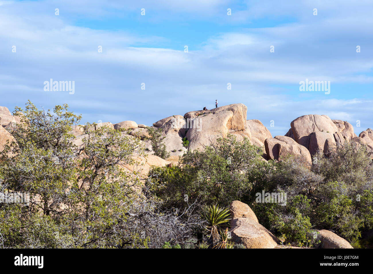 Felsformationen und Wüstenlandschaft entlang der Skull Rock Trail. Joshua Tree Nationalpark, Kalifornien, USA. Stockfoto