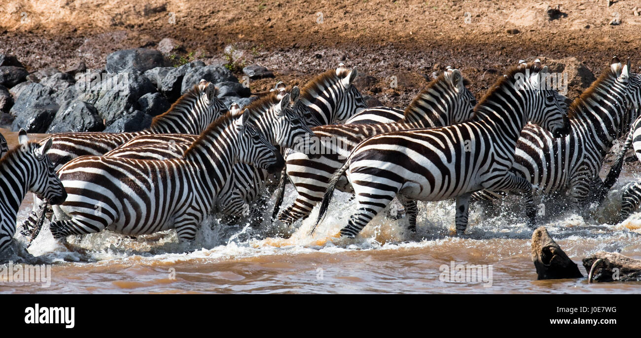 Gruppe von Zebras, die über das Wasser laufen. Kenia. Tansania. Nationalpark. Serengeti. Maasai Mara. Stockfoto