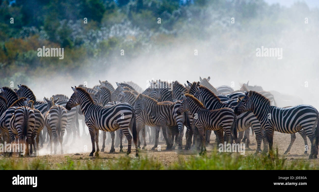 Gruppe von Zebras im Staub. Kenia. Tansania. Nationalpark. Serengeti. Maasai Mara. Stockfoto