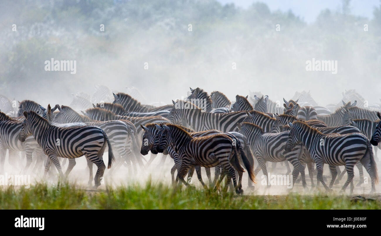 Gruppe von Zebras in den Staub. Kenia. Tansania. Nationalpark. Serengeti. Maasai Mara. Eine hervorragende Abbildung. Stockfoto