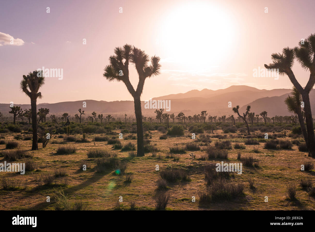 Wüstenlandschaft und Joshua Bäume vor Sonnenuntergang fotografiert.  Joshua Tree Nationalpark, Kalifornien, USA. Stockfoto