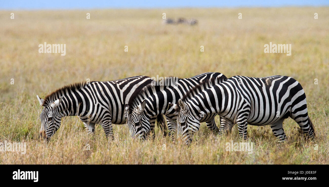 Drei Zebras stehen zusammen. Kenia. Tansania. Nationalpark. Serengeti. Maasai Mara. Stockfoto