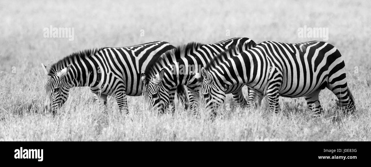 Drei Zebras stehen zusammen. Kenia. Tansania. Nationalpark. Serengeti. Maasai Mara. Stockfoto