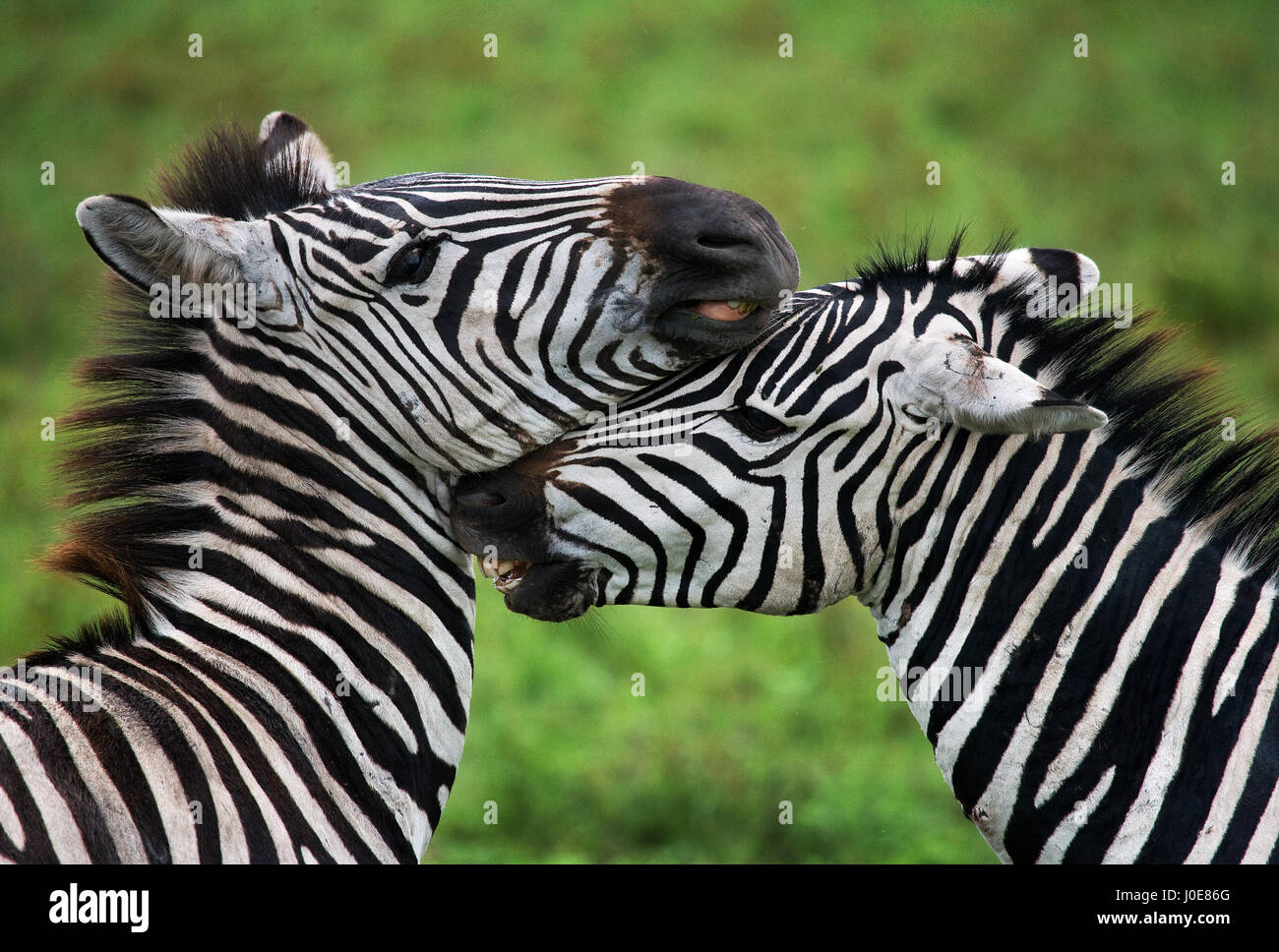 Porträt zweier Zebras. Kenia. Tansania. Nationalpark. Serengeti. Maasai Mara. Stockfoto