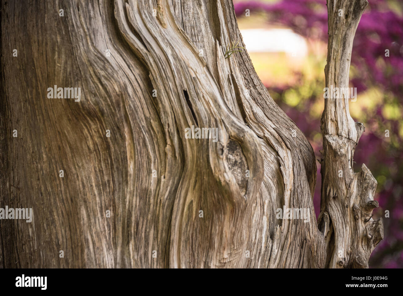 Verwitterte Holz Baumstamm vor dem Hintergrund der sonnenbeschienenen Azaleen zu Ehren Heights Park in Muskogee, Oklahoma, USA. Stockfoto