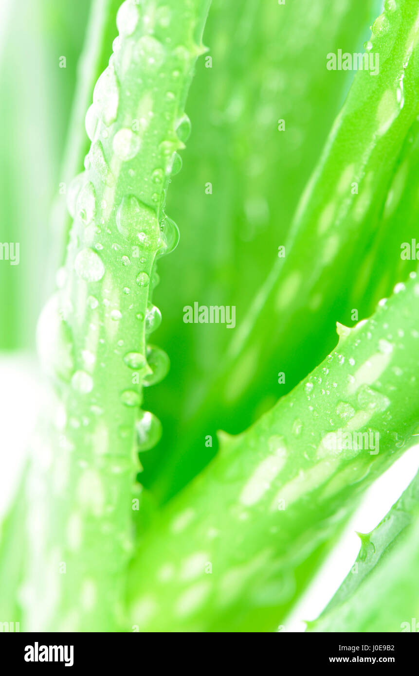 Geschlossen-Up der Blätter der Aloe Vera (Aloe Barbadensis Mill., Star Kakteen, Aloe, Aloin, Jafferabad oder Barbados) als Hintergrund. Stockfoto