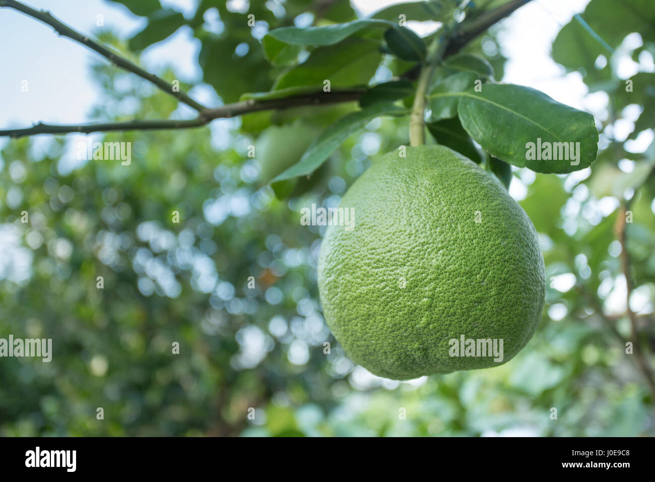 Pomelo Tree Stockfotos und bilder Kaufen Alamy