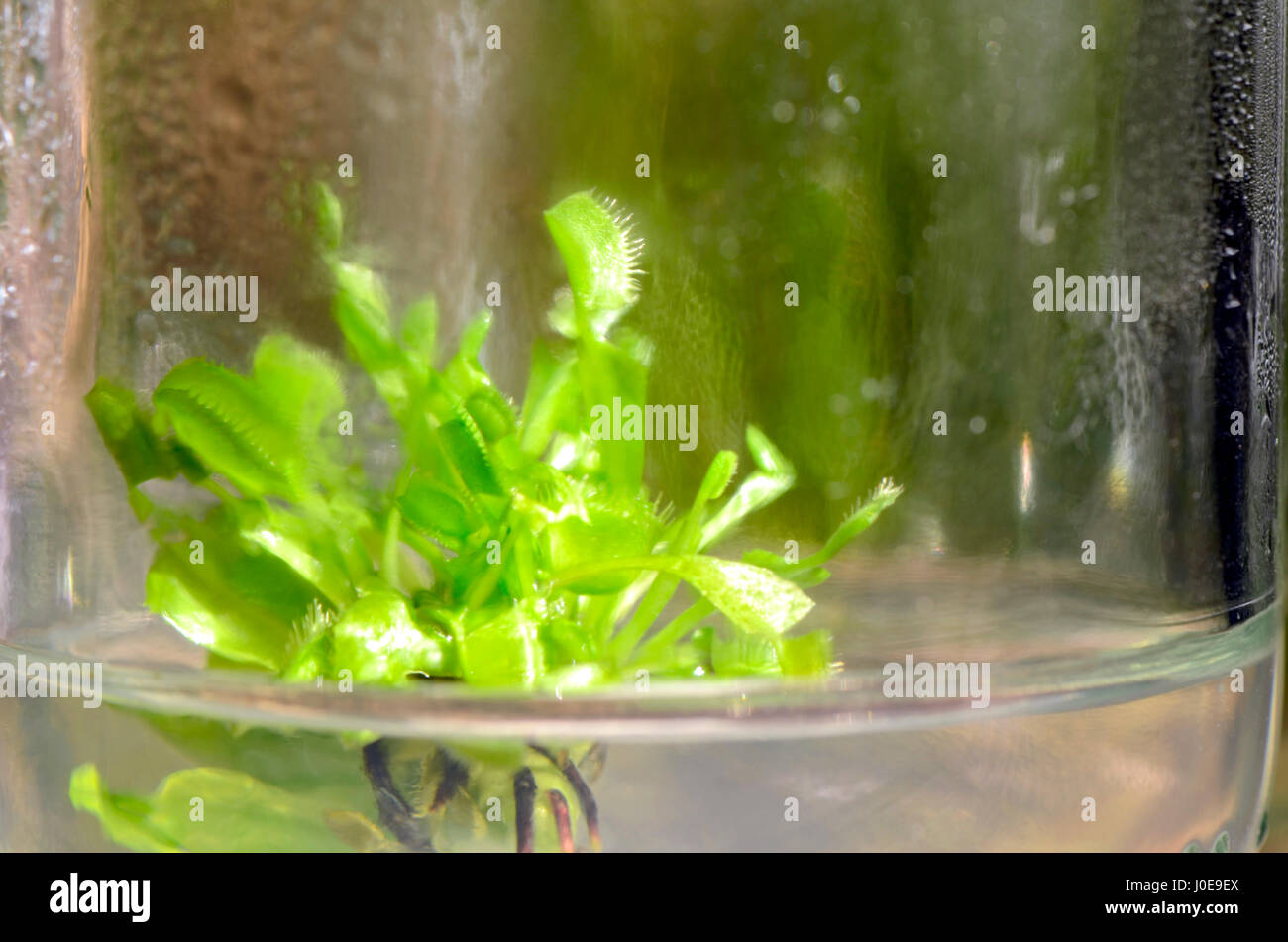 Gewebekultur Pflanze aus kultivierten Zellen im Schatten Licht. Stockfoto