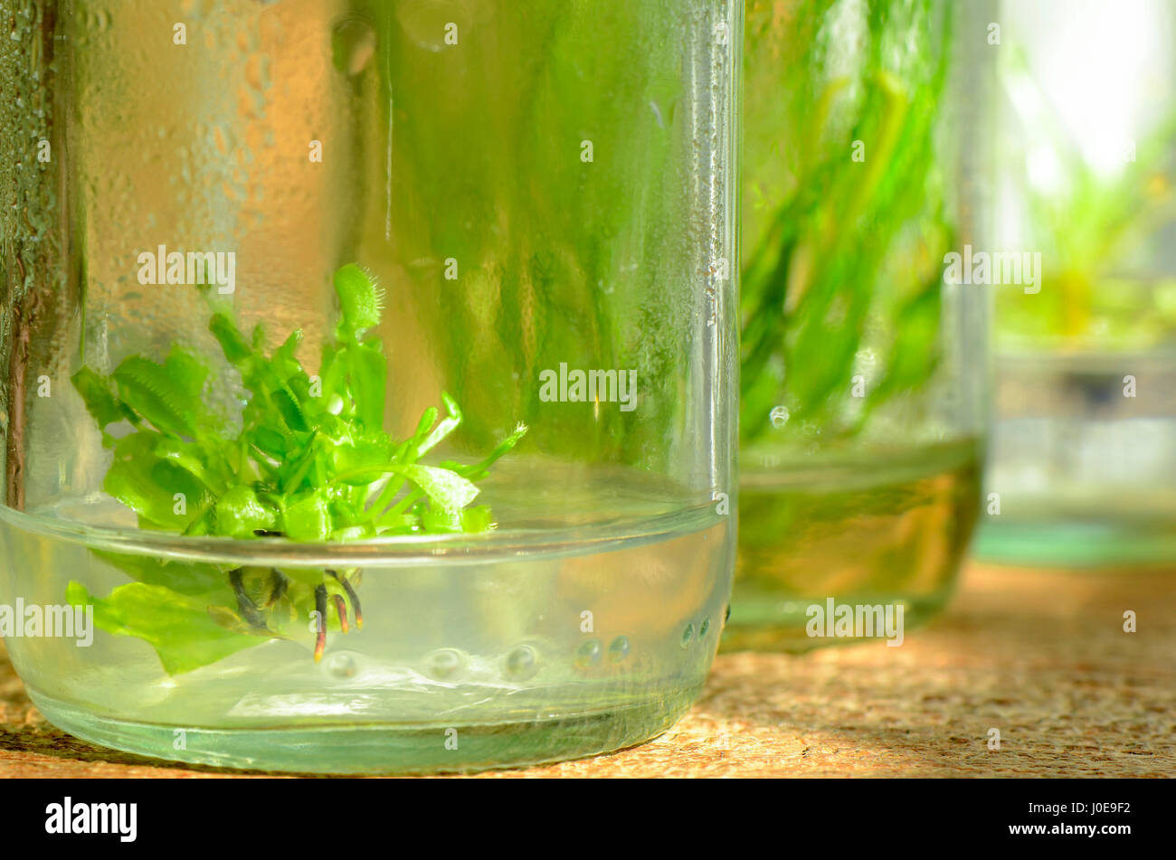 Gewebekultur Pflanze aus kultivierten Zellen im Schatten Licht. Stockfoto