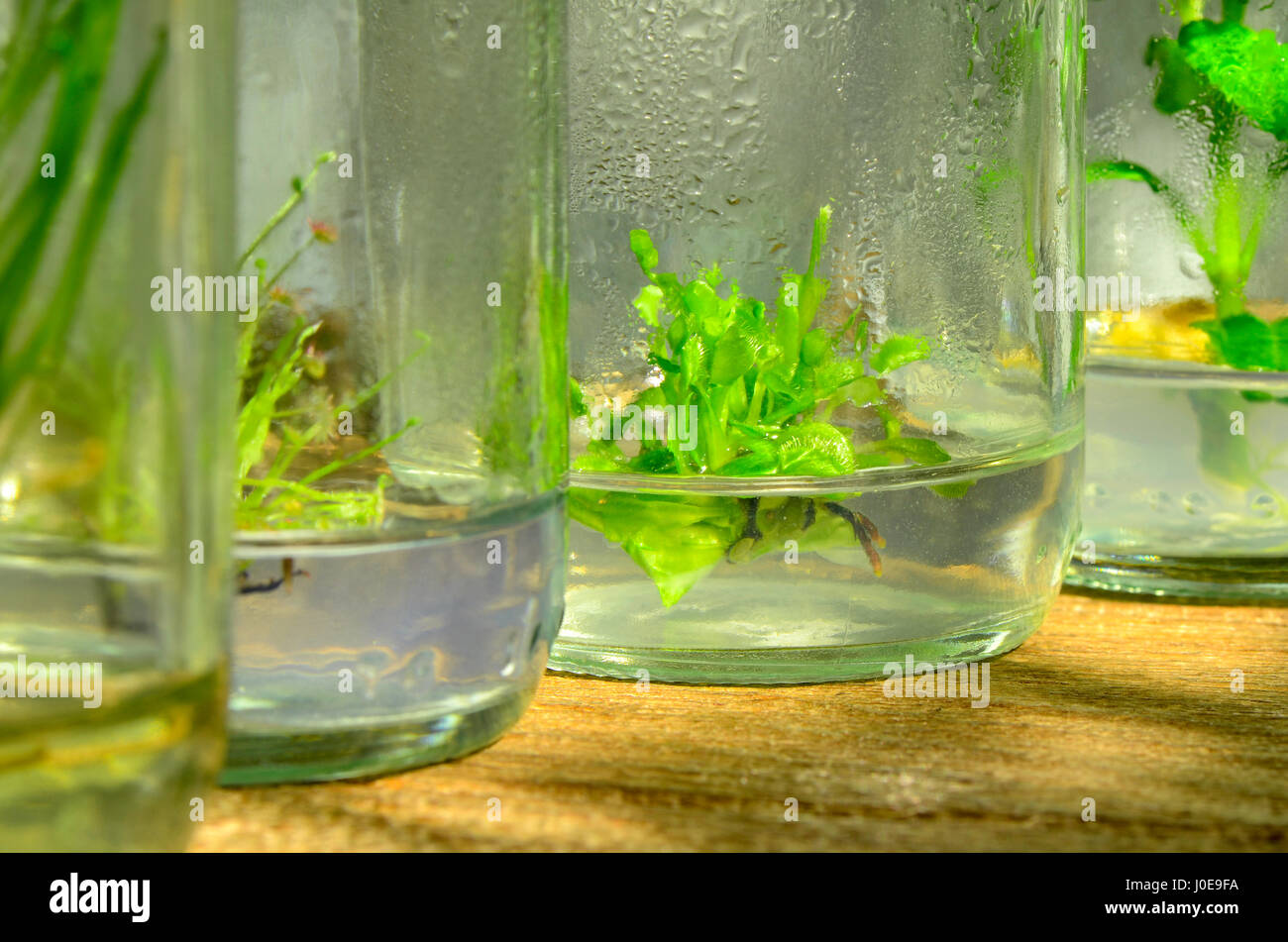 Gewebekultur Pflanze aus kultivierten Zellen im Schatten Licht. Stockfoto