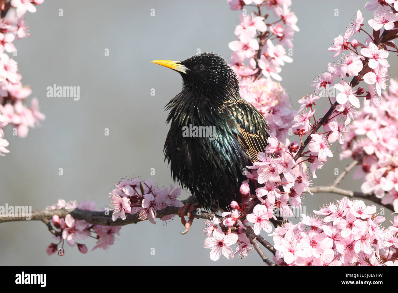 Star (Sturnus Vulgaris) zwischen Blumen der Cherryplum (Prunus Cerasifera) Allgäu, Bayern, Deutschland Stockfoto