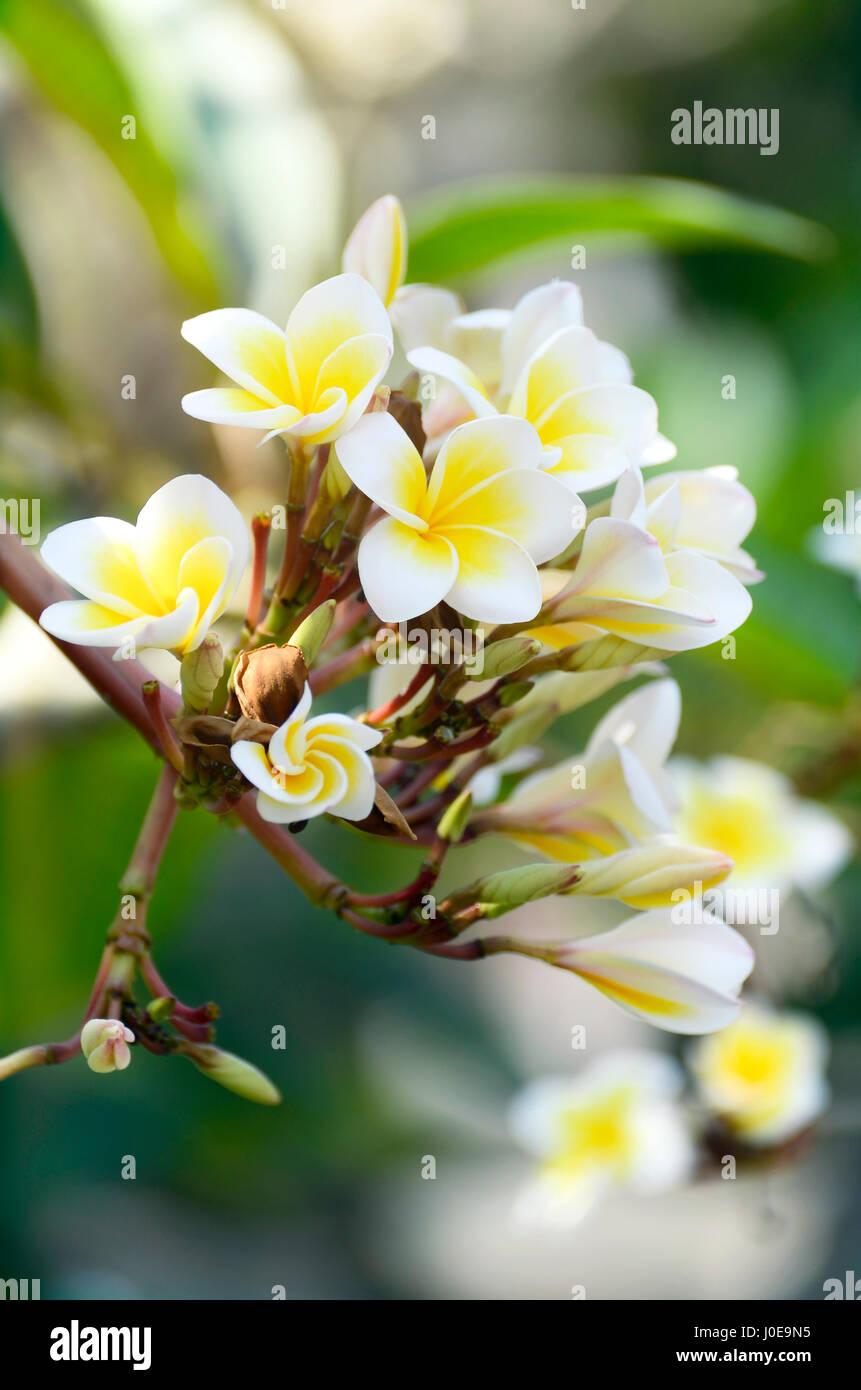 Weiße und gelbe Plumeria spp. (Frangipani Blumen, Frangipani, Pagode Baum oder das Temple Tree) auf weichen, natürlichen grünen Hintergrund. Stockfoto