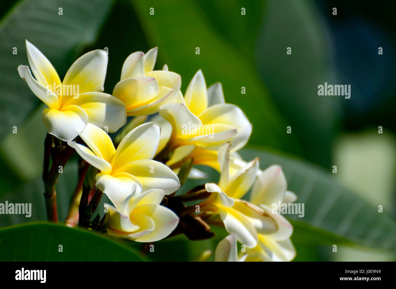 Weiße und gelbe Plumeria spp. (Frangipani Blumen, Frangipani, Pagode Baum oder das Temple Tree) auf weichen, natürlichen grünen Hintergrund. Stockfoto