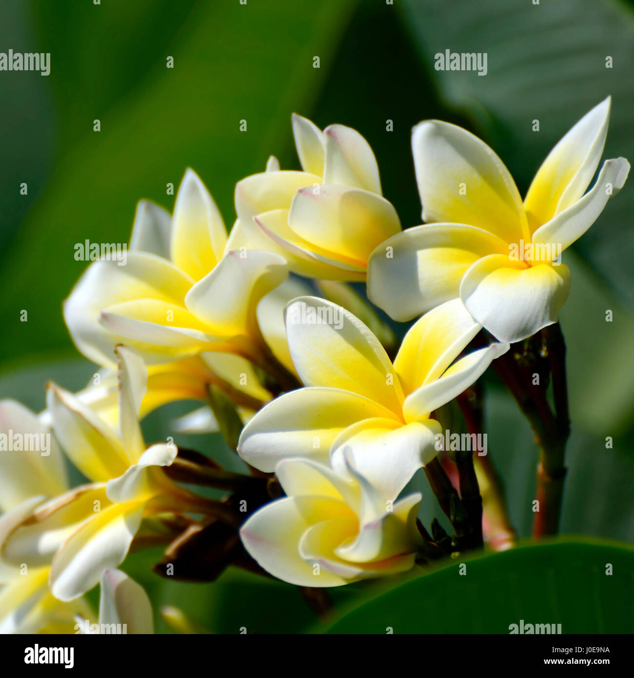 Weiße und gelbe Plumeria spp. (Frangipani Blumen, Frangipani, Pagode Baum oder das Temple Tree) auf weichen, natürlichen grünen Hintergrund. Stockfoto