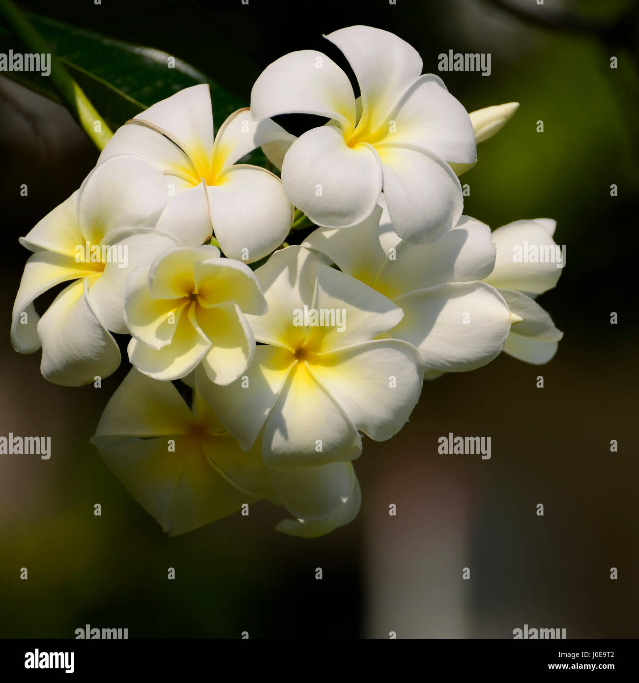 Weiße und gelbe Plumeria spp. (Frangipani Blumen, Frangipani, Pagode Baum oder das Temple Tree) auf weichen, natürlichen grünen Hintergrund. Stockfoto