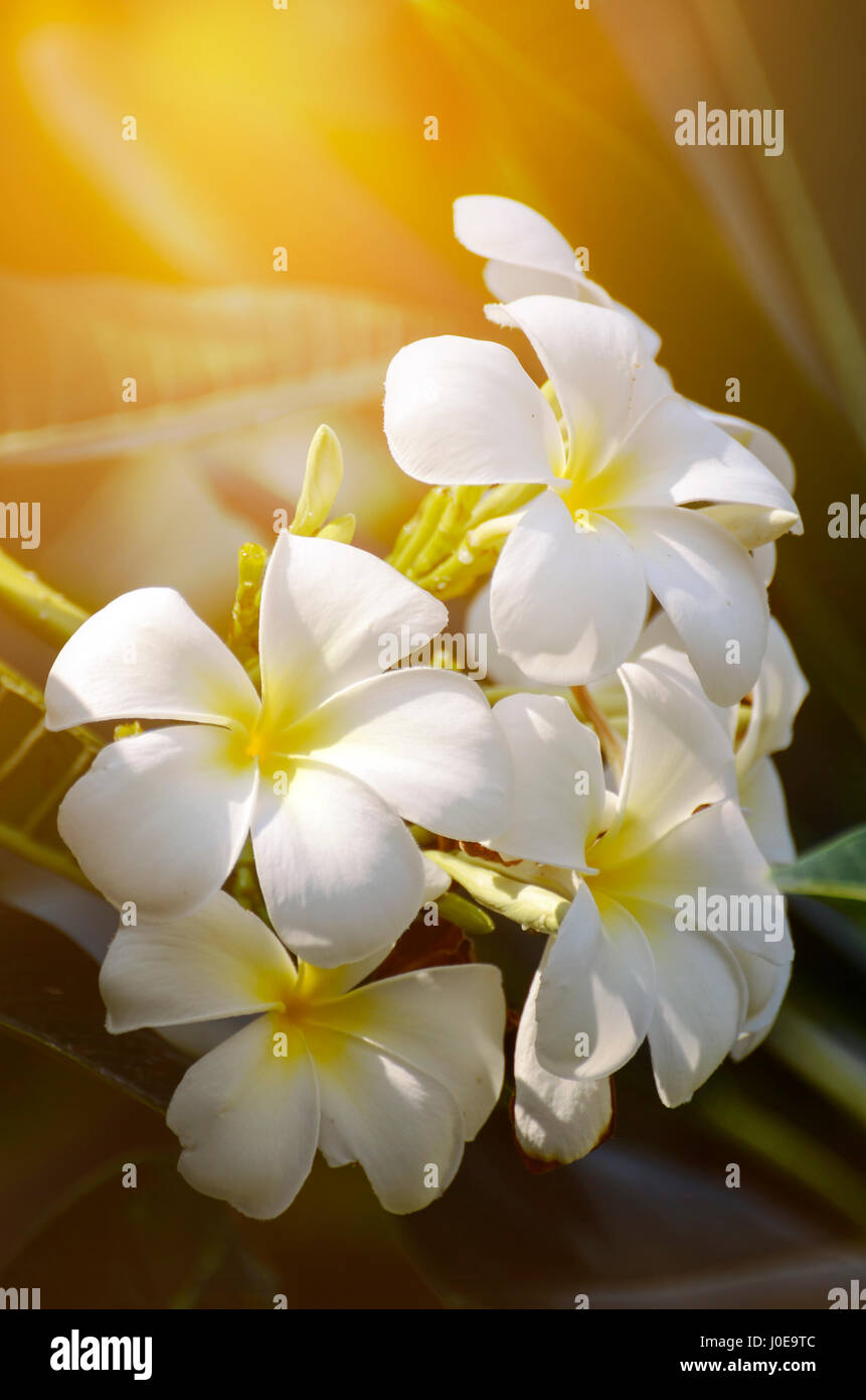 Weiße und gelbe Plumeria spp. (Frangipani Blumen, Frangipani, Pagode Baum oder das Temple Tree) auf weichen, natürlichen grünen Hintergrund. Stockfoto