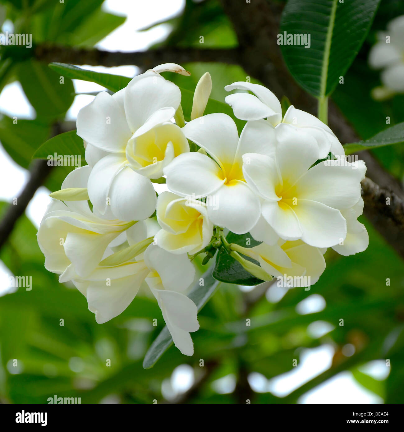 Weiße und gelbe Plumeria spp. (Frangipani Blumen, Frangipani, Pagode Baum oder das Temple Tree) auf weichen, natürlichen grünen Hintergrund. Stockfoto