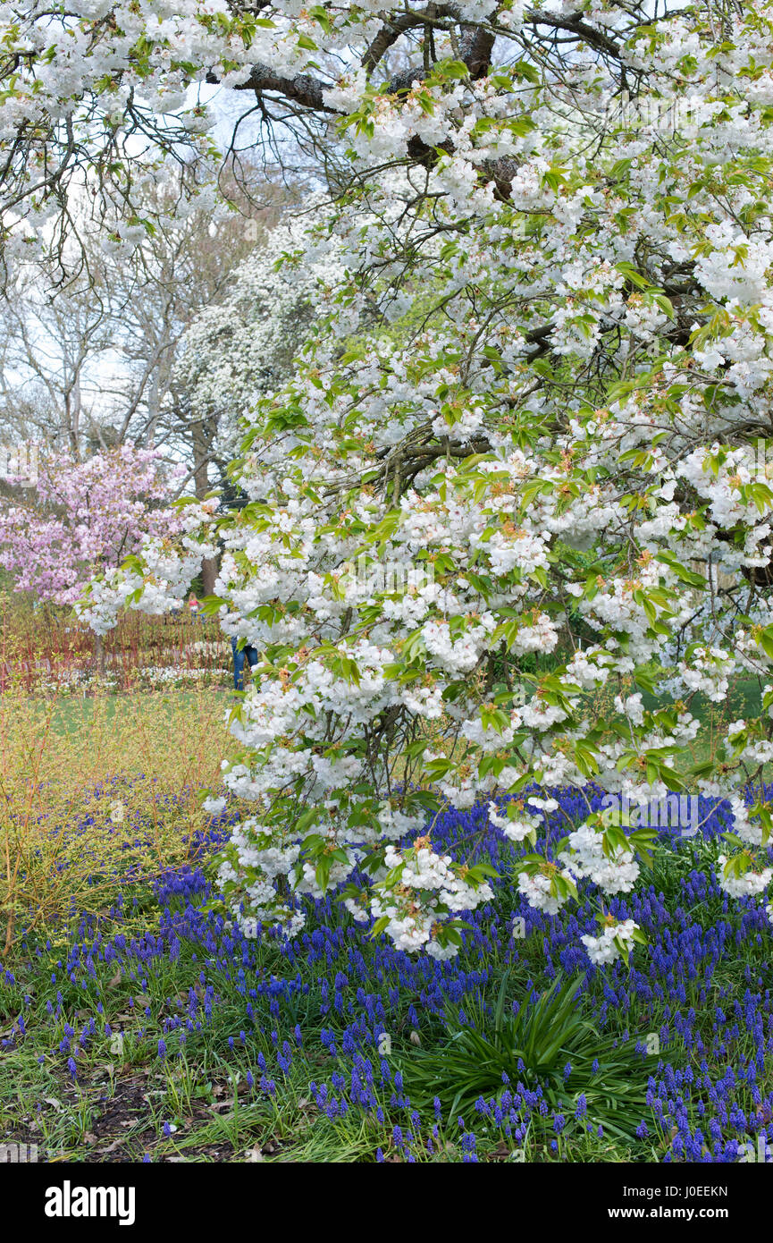 Prunus shirotae. Japanische Kirschbaum in Blüte und Traubenhyazinthen Blumen an RHS Wisley Gardens Stockfoto