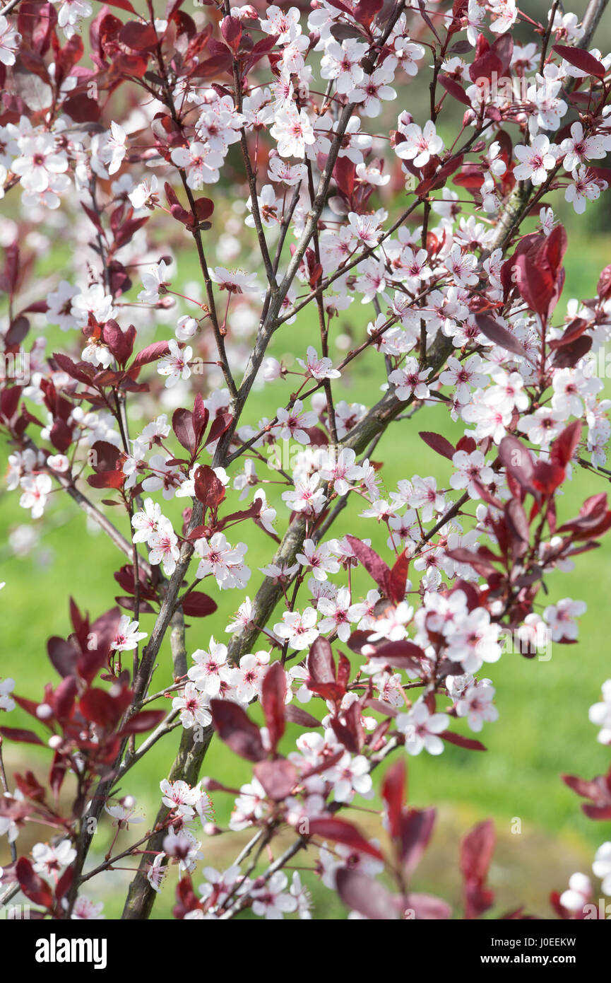 Prunus X cistena. LilaBlatt Sand Kirsche Baum Blüte Stockfotografie