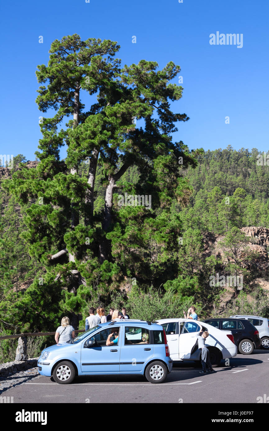 Teneriffa, Spanien-ca. 2016, JAN: Parkplätze auf der Straße TF-21 für eine tausendjährige Kiefer in Vilaflor Dorf zu sehen. Menschen verlassen ihre Mietwagen. Stockfoto