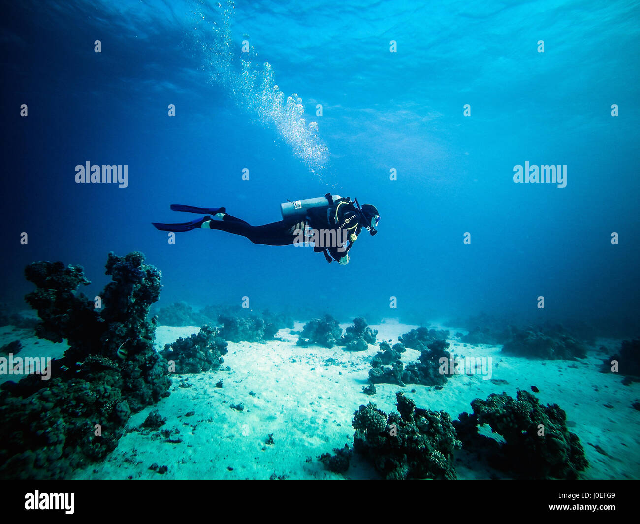 Taucher in Hurghada erkunden die wunderschöne Unterwasserwelt Ägyptens. Stockfoto