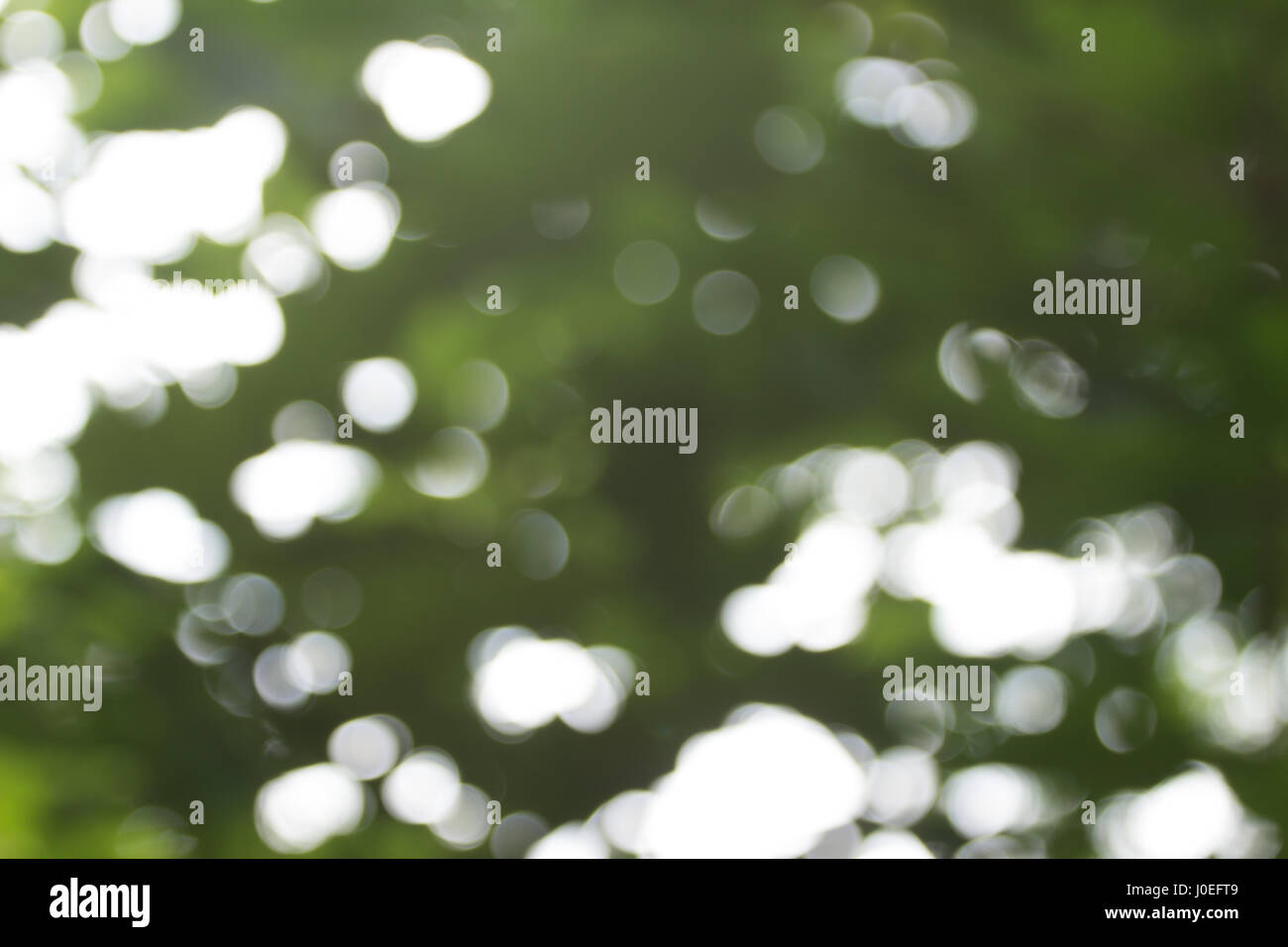 Boke/unscharfer Hintergrund Schatten der grünen Bäumen Stockfoto