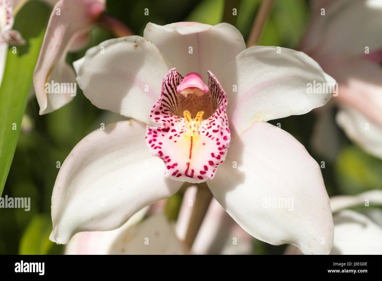 Eine Orchidee Blume in Monte Palace Tropical Garden, Madeira Stockfoto