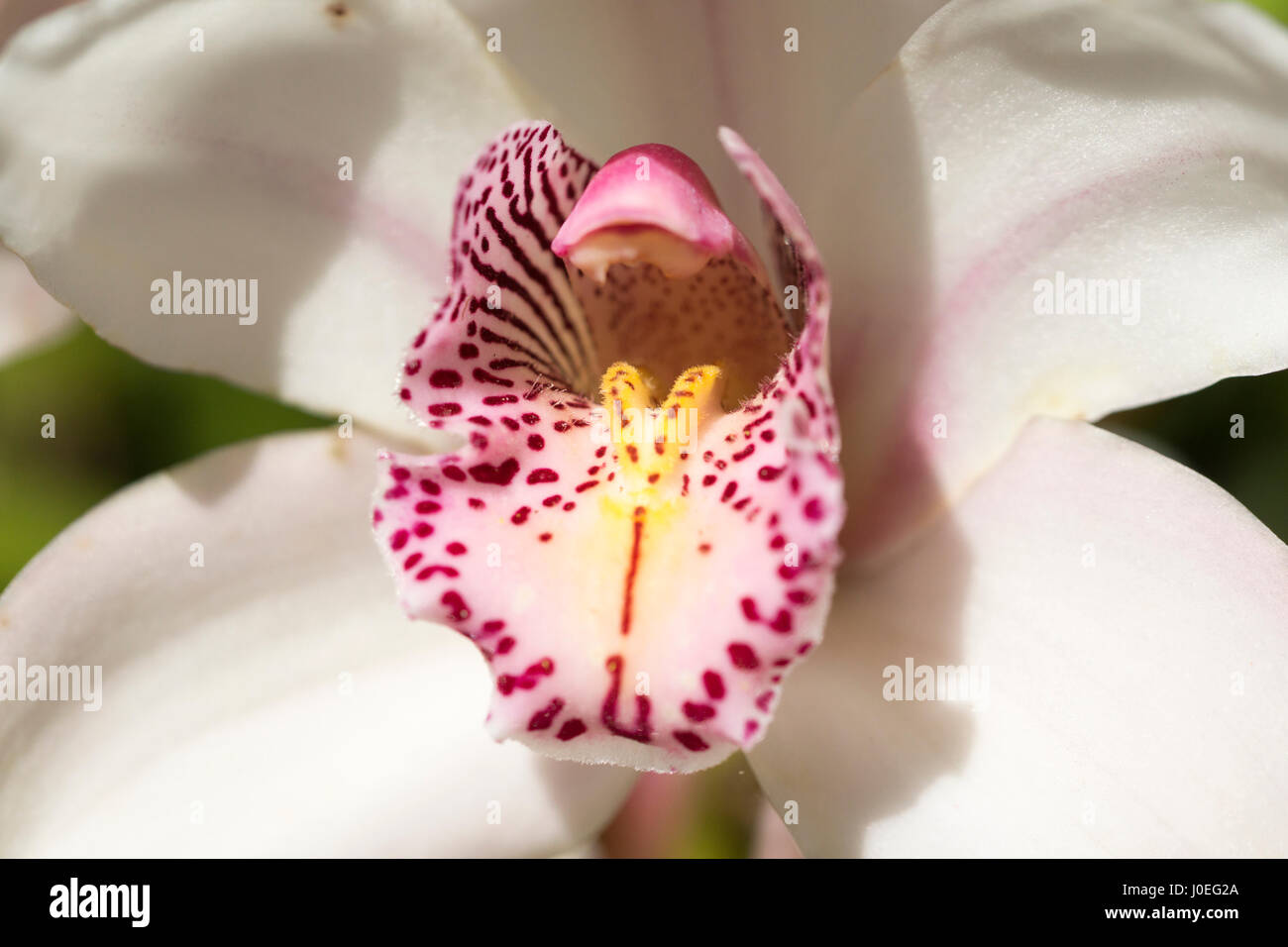 Nahaufnahme einer Orchidee Blume in Monte Palace Tropical Garden, Madeira Stockfoto
