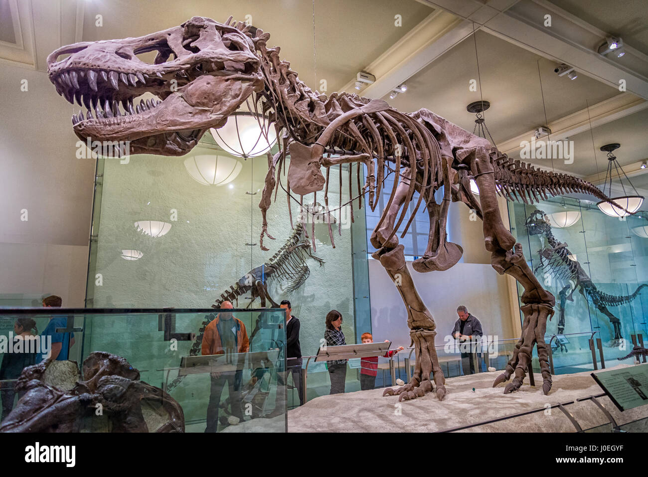 Vereinigte Staaten, New York, American Museum of Natural History Stockfoto