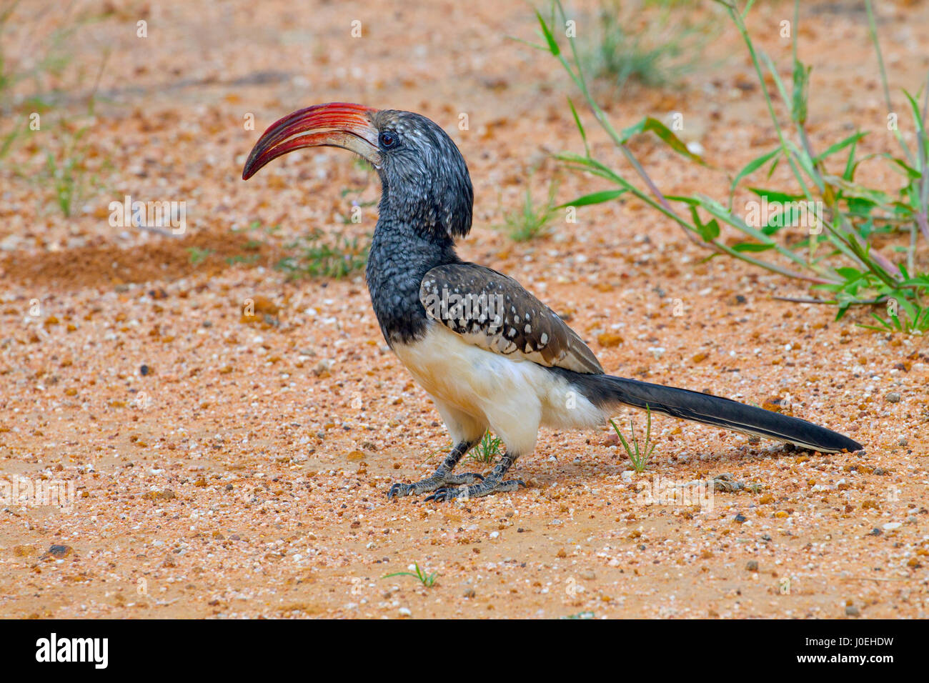 Damara rot-billed Hornbill (Tockus Damarensis)-Namib-Wüste in Namibia Sossusvlei Region März Stockfoto