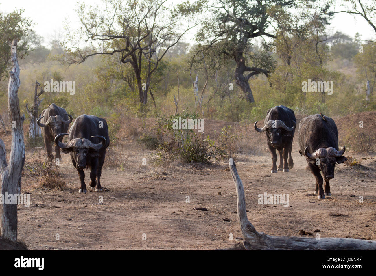 Vier Kaffernbüffel gehen gezielt durch Kruger National Park, Südafrika Stockfoto