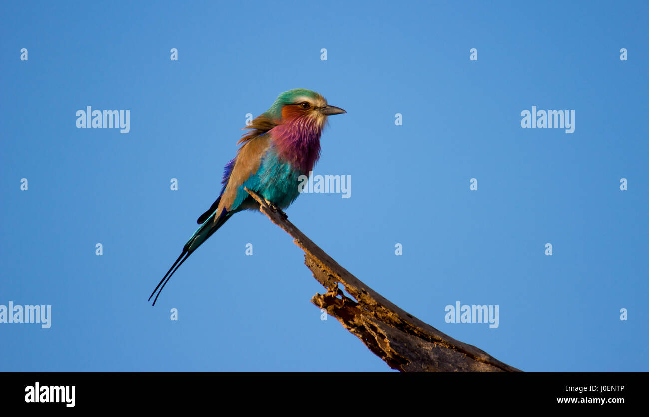 Ein Lilac breasted Roller Vogel (Coracias Caudates) kümmert sich um Beute während thront auf einem Ast in den Krüger Nationalpark, Südafrika Stockfoto