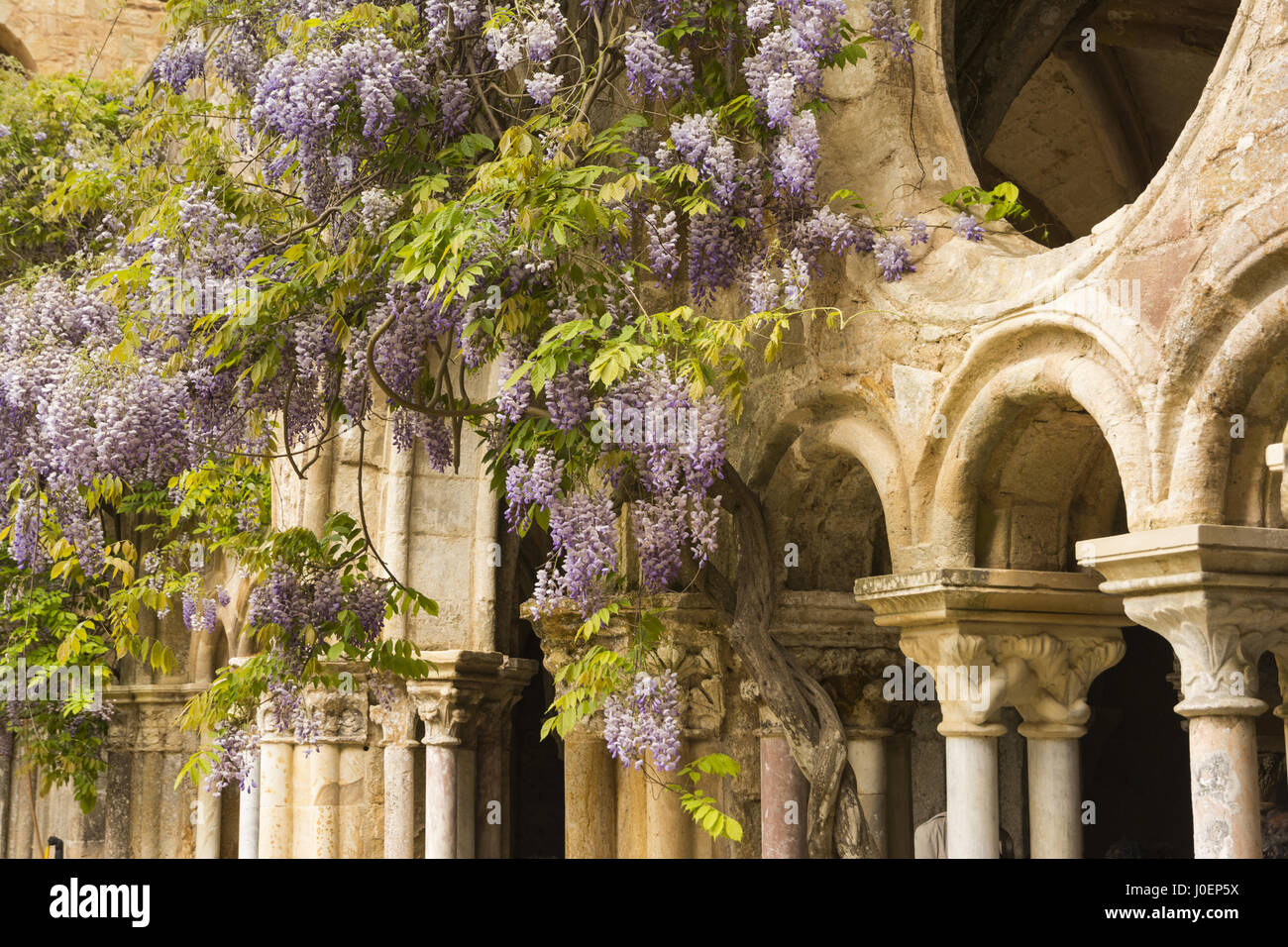 Frankreich, Narbonne, Fontfroide Abbey Kloster Detail mit Glyzinien Stockfoto