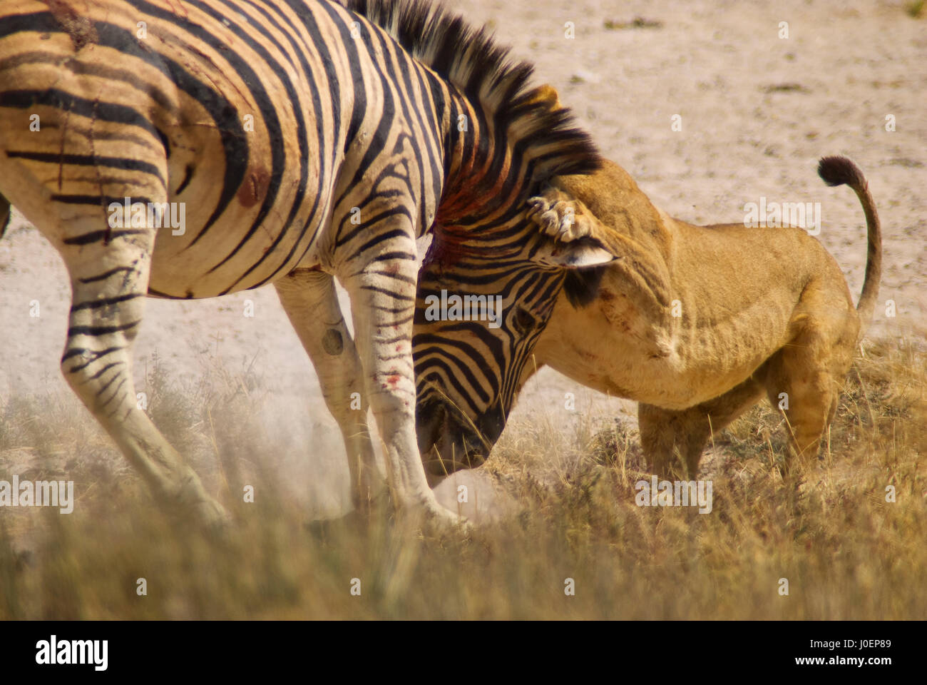Löwin (Panthera leo), die Zebra (Equus quagga) am Wasserloch Salvadora, Etosha National Parl, Namibia, tötet Stockfoto