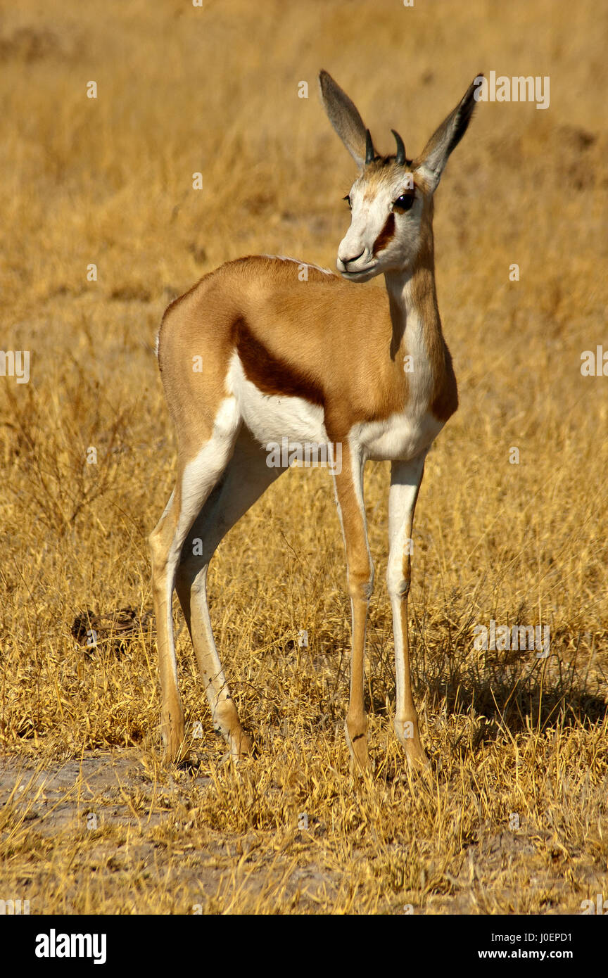 Springbock im Central Kalahari Game Reserve, Botswana Stockfoto