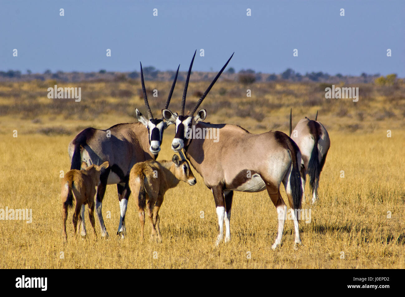 Spießböcke mit Babys auf den offenen Ebenen im Central Kalahari Game Reserve in Botswana Stockfoto