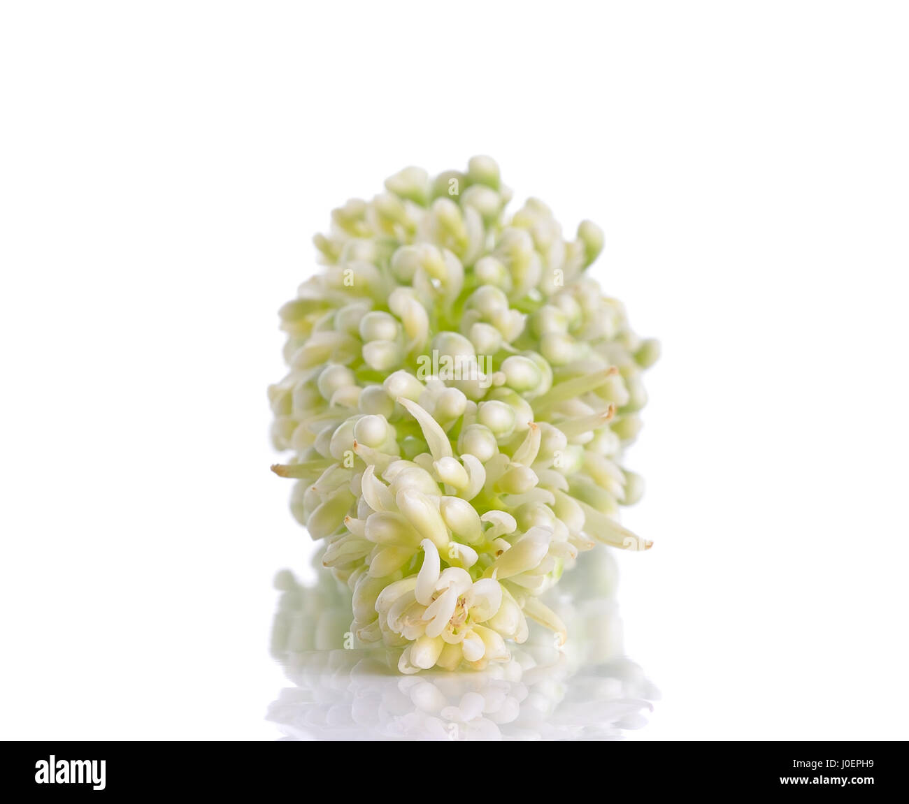 Alpinia Galanga auf dem weißen Hintergrund isoliert. Stockfoto