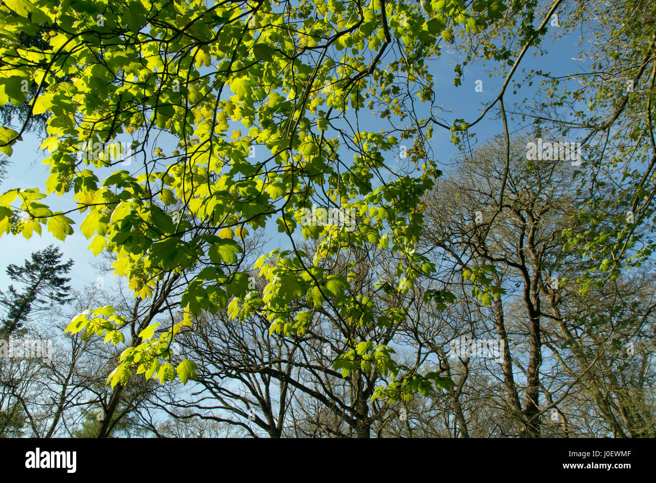 Bergahorn Acer Pseudoplatanus neue Blätter Stockfoto