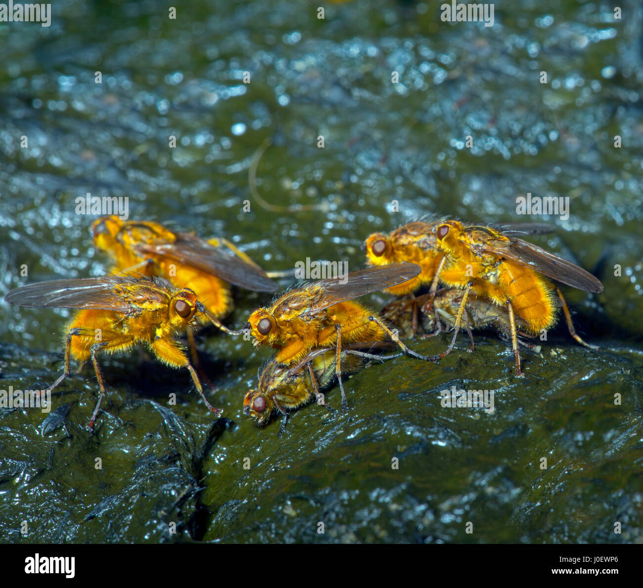 Gemeinsamen gelbe Dung fliegen Scatophaga Stercoraria Paarung Stockfoto