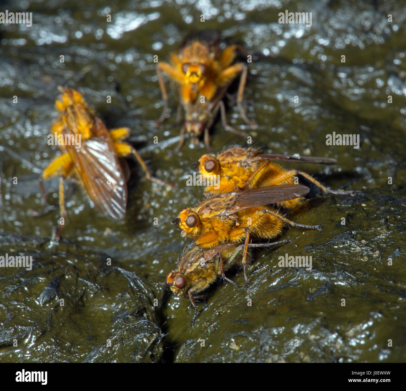 Gemeinsamen gelbe Dung fliegen Scatophaga Stercoraria Paarung Stockfoto