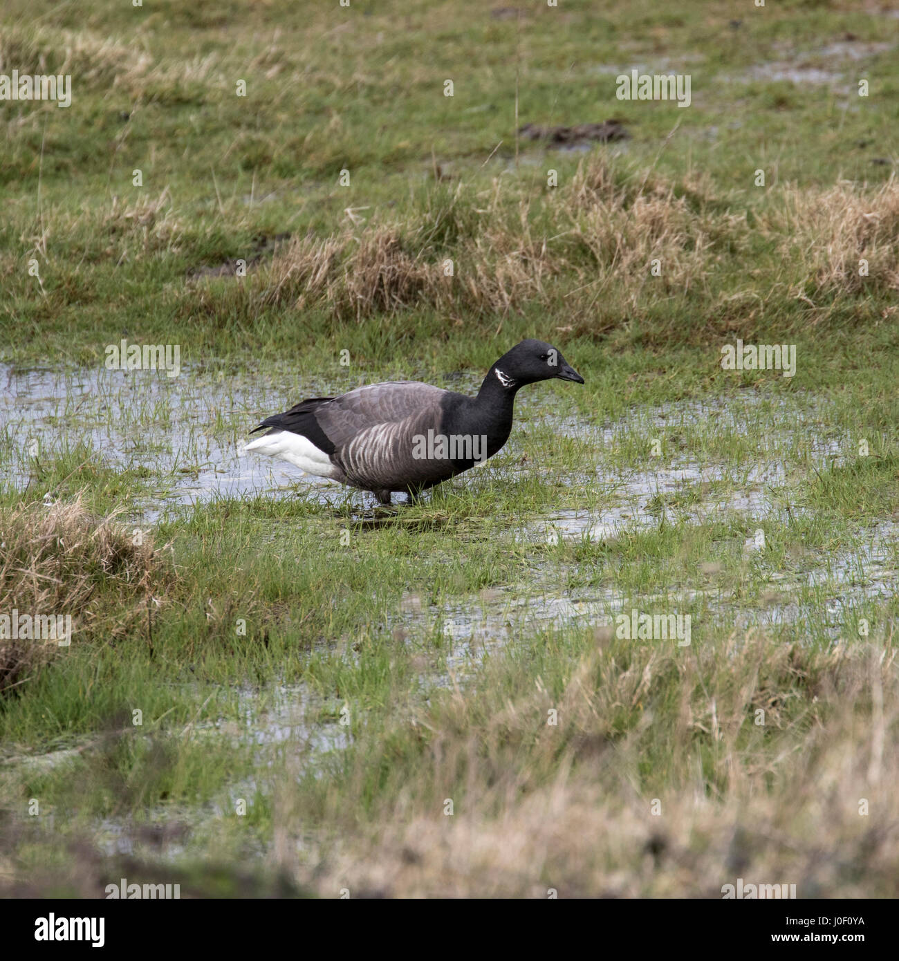 Ringelgans im Moorland Stockfoto