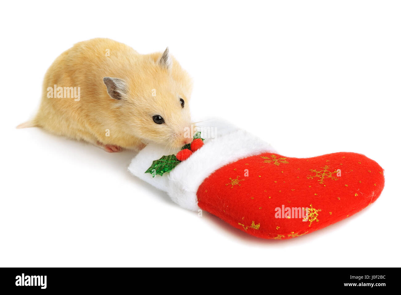 Hamster in der Nähe von Weihnachten isoliert Socke Stockfoto