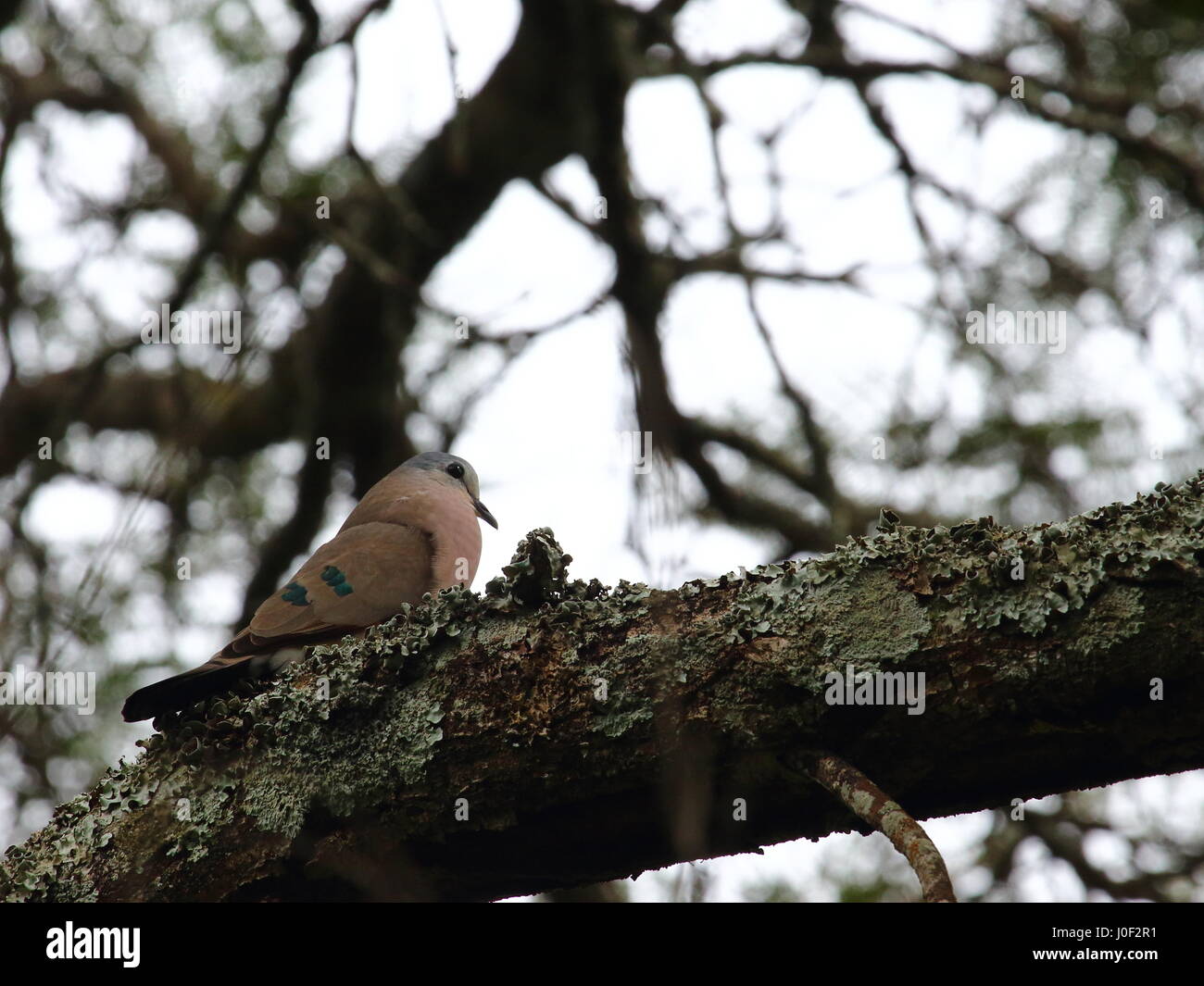 Smaragd Spotted Holz-Taube Turtur Chalcospilos, Aufruf, in Sambia, Süd-Zentral-Afrika Stockfoto