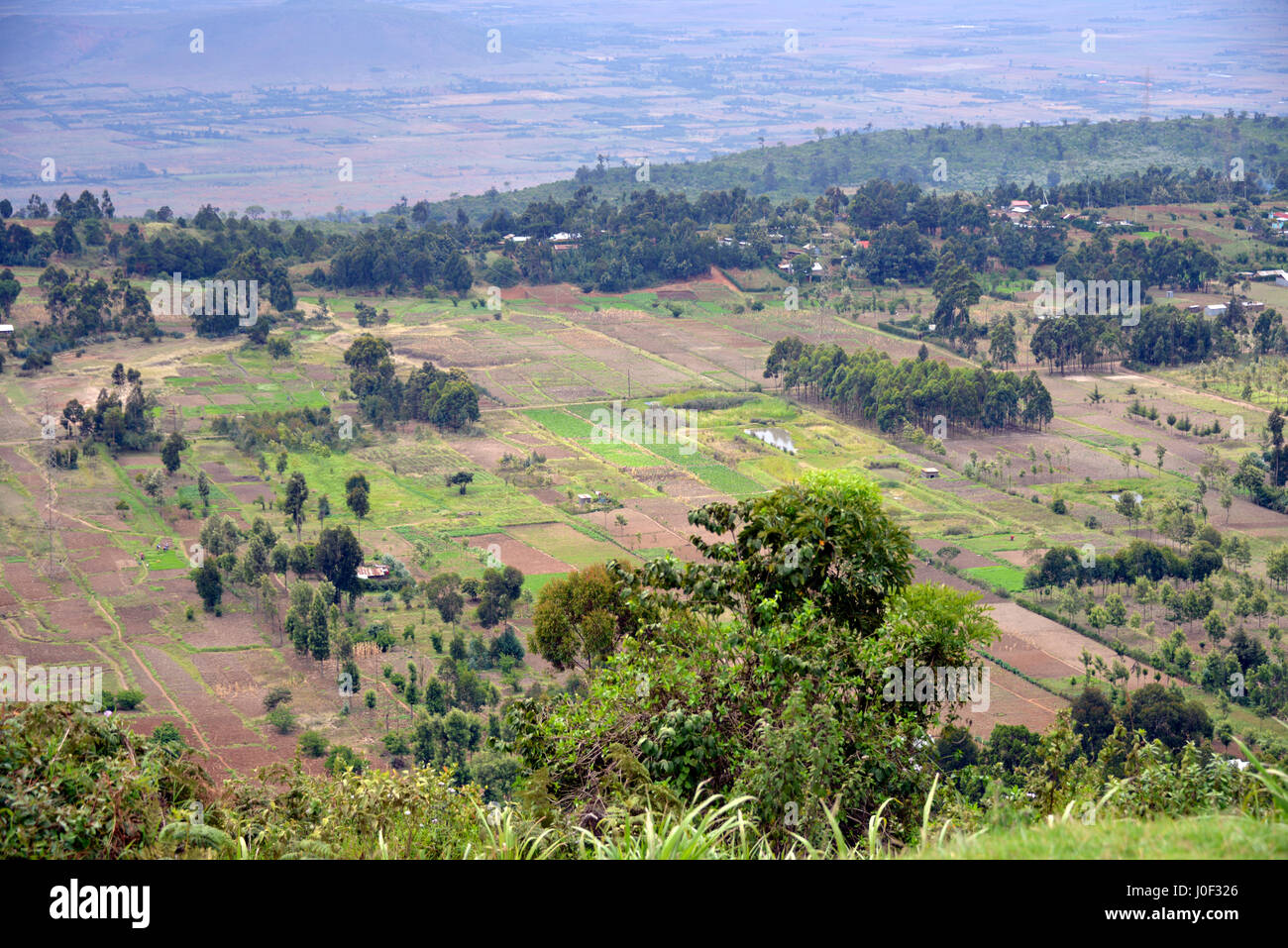 Kleinbetriebe und kleine Bauernhöfe mit Pflanzen in der East African Rift Valley in Naivasha, Kenia Stockfoto