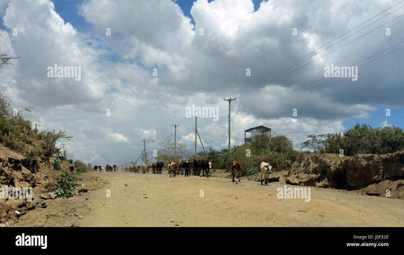 Afrika Kenia: Eine riesige Herde Kühe geht ein 4 x 4 auf North Road Lake Naivasha, Limuru, Nakuru, bei Trockenheit Stockfoto