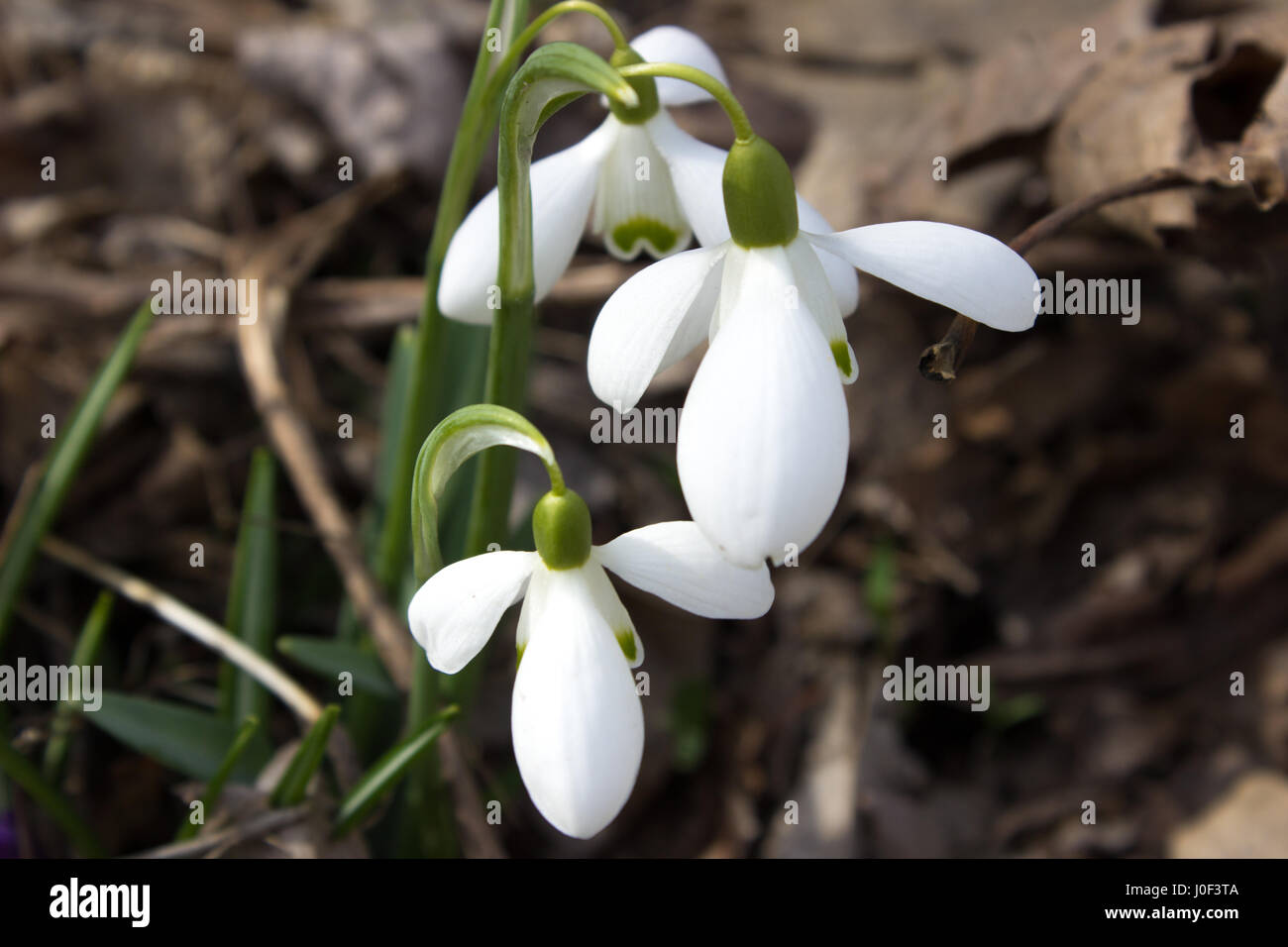 Frühlingsblumen Stockfoto
