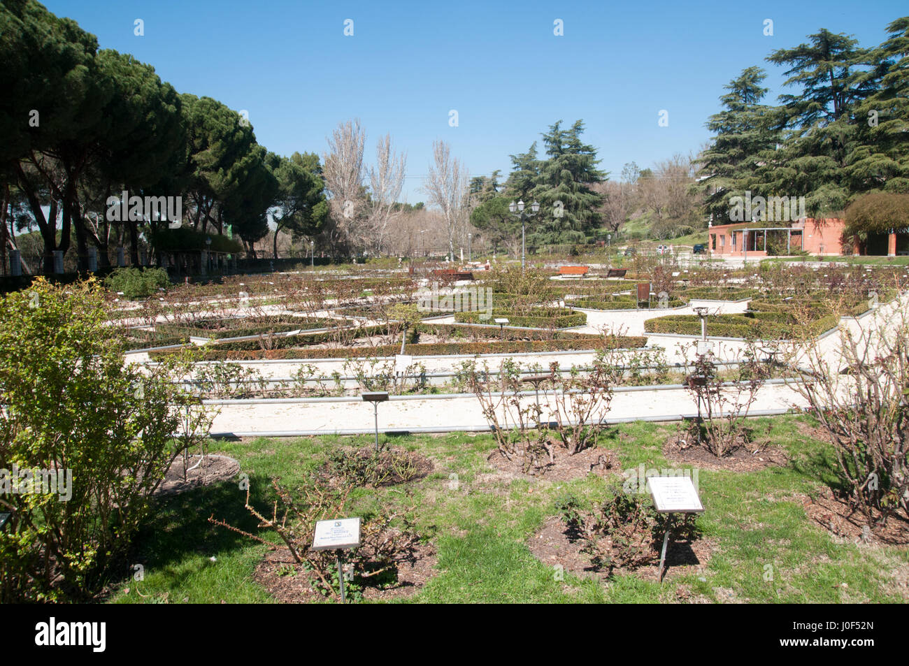 Rose Garden Parque Del Oeste, Madrid, Spanien Stockfoto