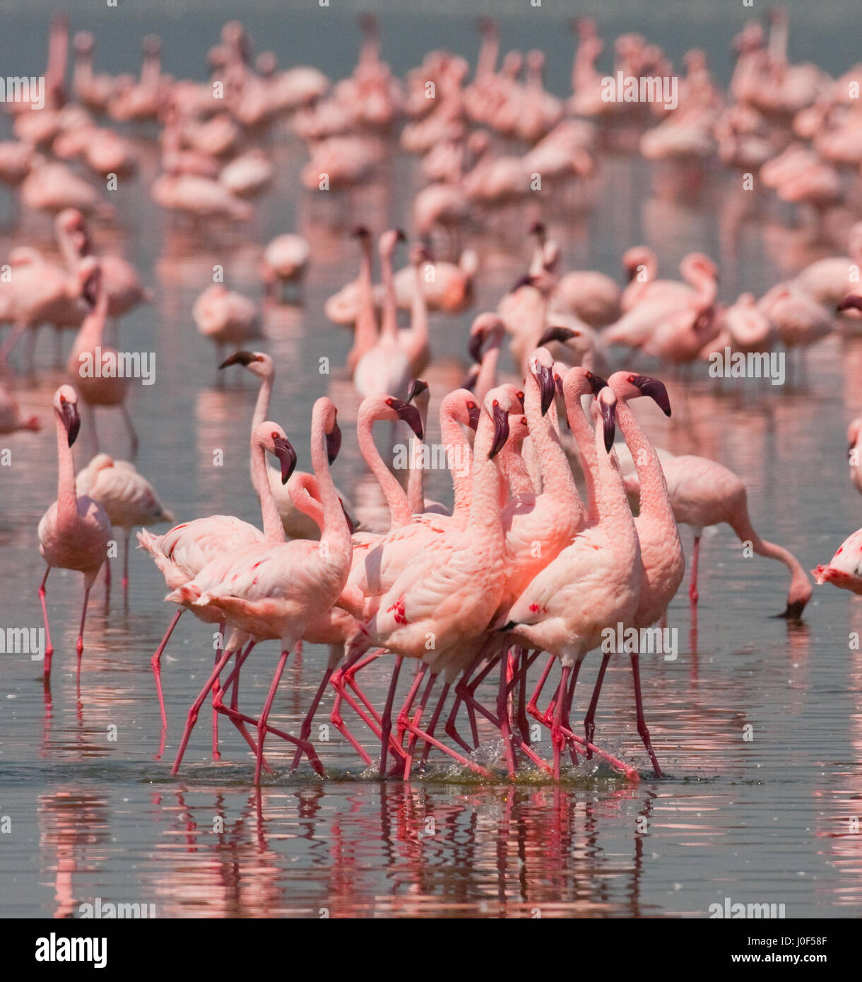 Große Gruppe Flamingos am See. Kenia. Afrika. Nakuru-Nationalpark. Bogoriasee Nationalreservat. Stockfoto