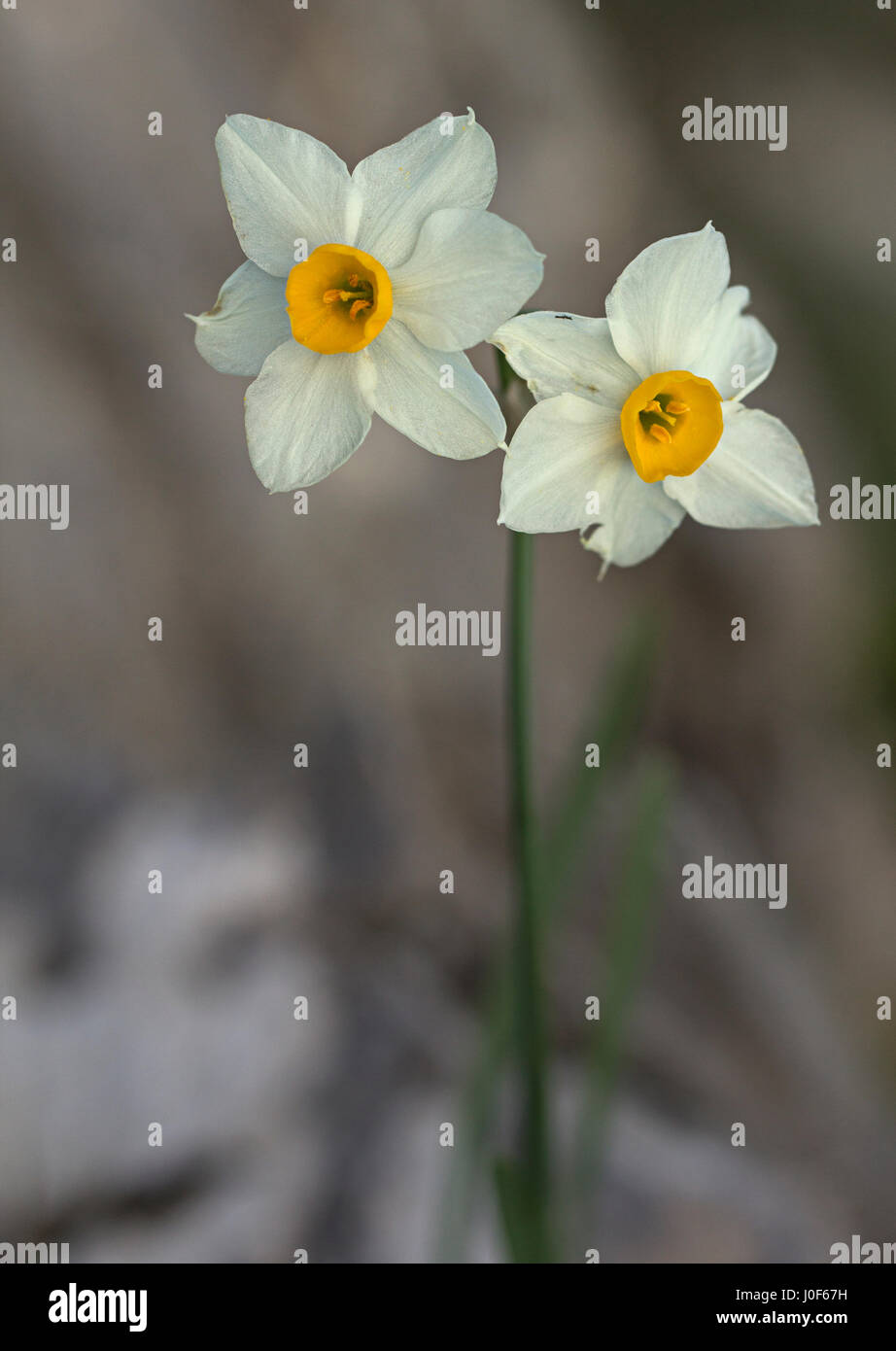 Twin-Blumen von Narcissus Tazetta wachsen wild in Griechenland Stockfoto