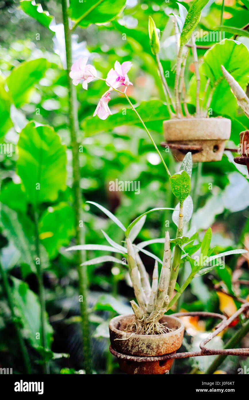 Orchidee Blume gepflanzt in einem hängenden Topf in Asien Stockfoto